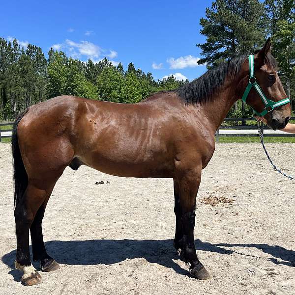 bay-draft-gelding