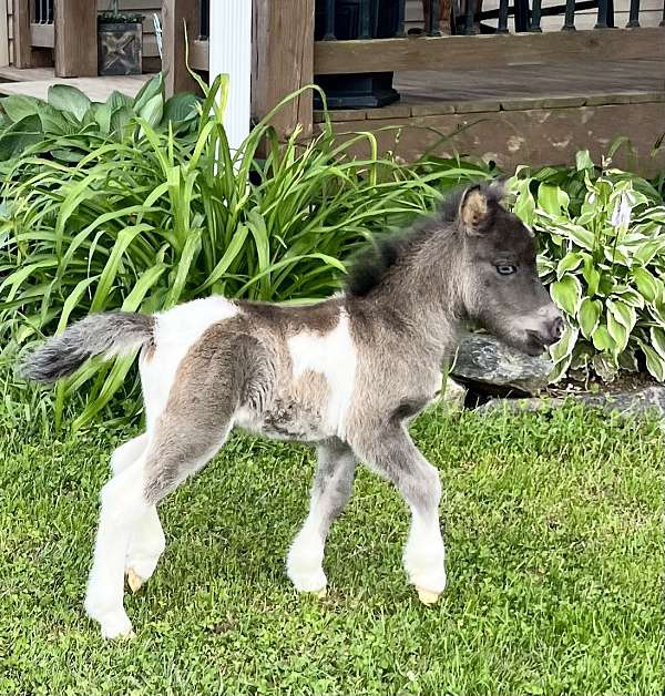 black-white-pinto-with-blue-eyes-horse