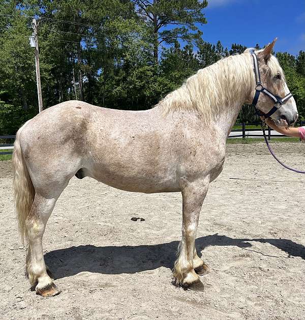 roan-belgian-gelding