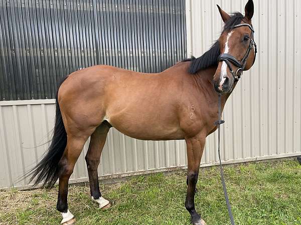 thoroughbred-gelding