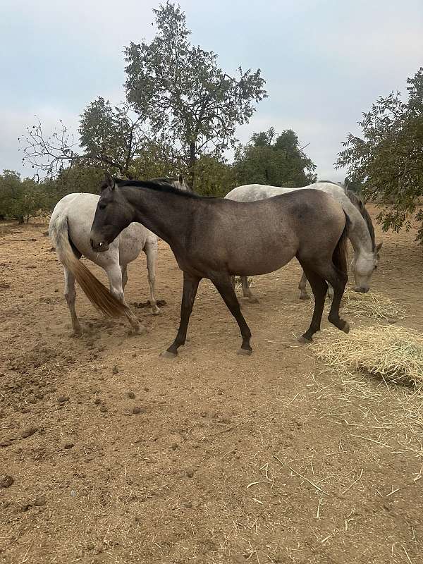 bay-andalusian-morgan-horse