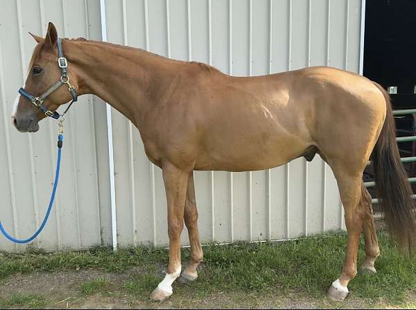 thoroughbred-gelding