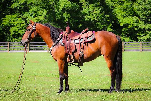 working-cat-morgan-horse