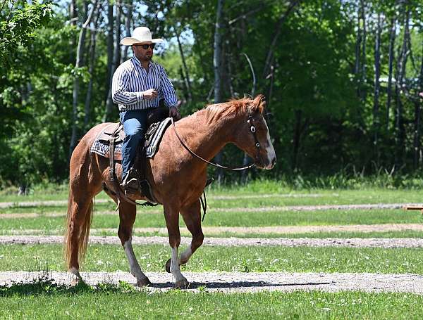 athletic-quarter-horse