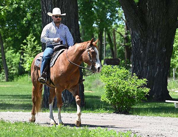 all-around-quarter-horse