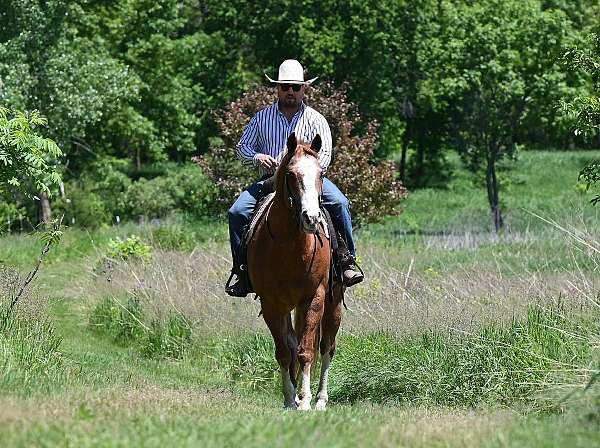 beginner-quarter-horse