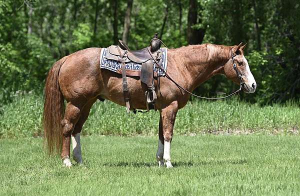 drill-team-quarter-horse