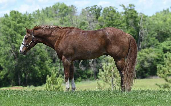 endurance-quarter-horse