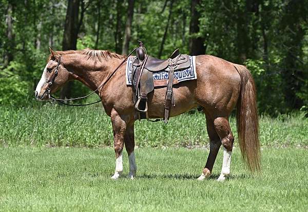 english-pleasure-quarter-horse