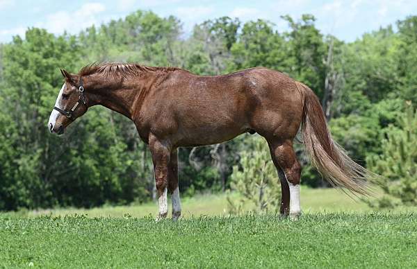 field-trial-quarter-horse