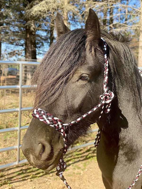 black-star-hind-sock-horse