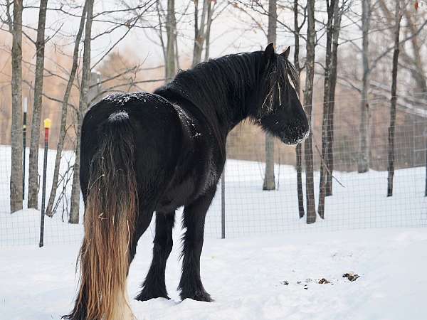 gypsy-vanner-horse