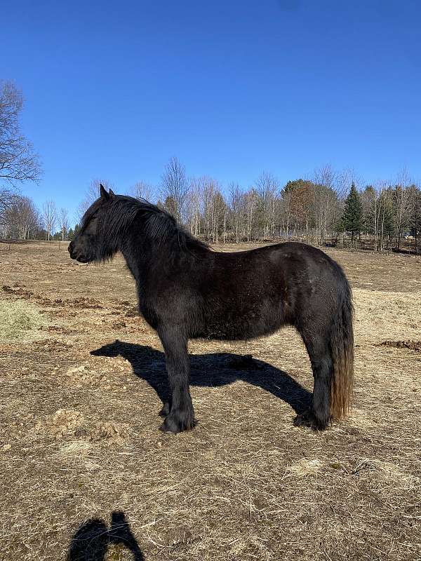 mare-gypsy-vanner-horse