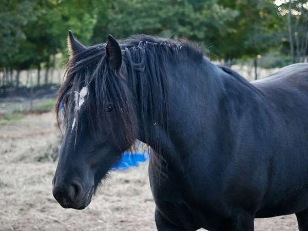 good-feet-gypsy-vanner-horse