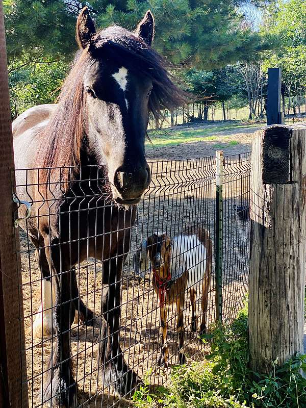 outstanding-pedigree-gypsy-vanner-horse