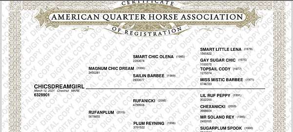 all-around-quarter-horse