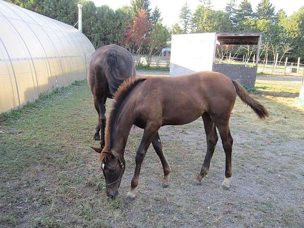 chestnut-star-white-feet-horse