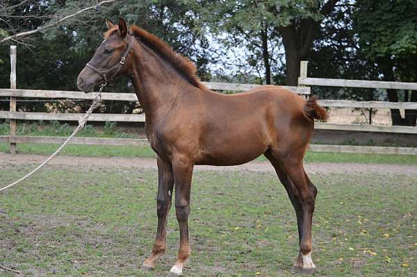 chestnut-star-white-feet-horse