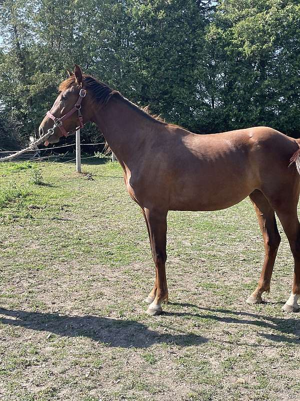 chestnut-star-white-feet-horse