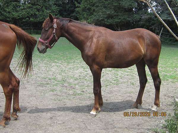 liver-chestnut-star-white-feet-horse