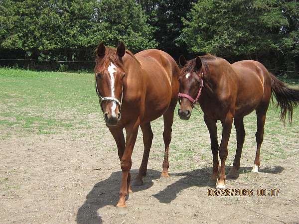 all-around-stallion-dutch-warmblood-horse