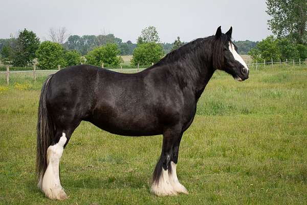 all-around-gypsy-vanner-horse