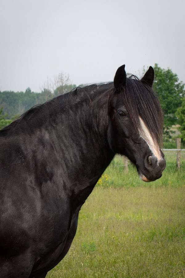 minimal-tobiano-horse