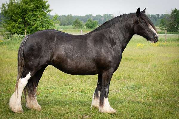 black-minimal-tobiano-horse