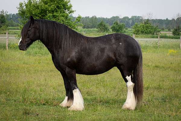 beginner-gypsy-vanner-horse