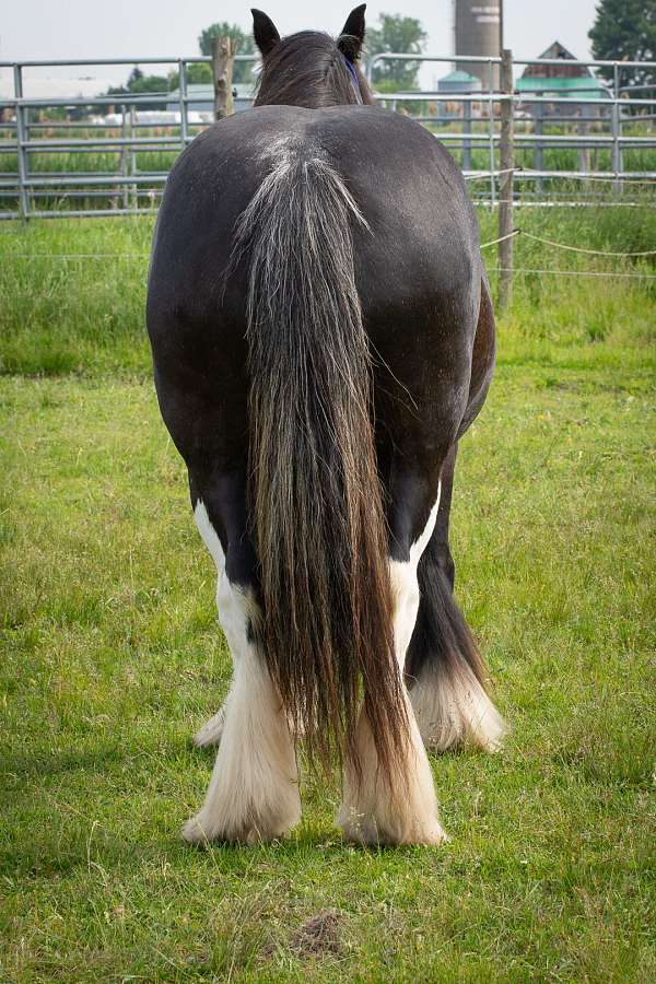 kid-safe-gypsy-vanner-horse