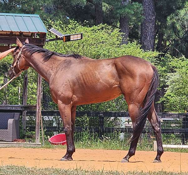 dappled-thoroughbred-horse