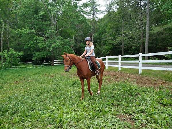 chestnut-left-fore-partial-pastern-hind-sock-horse