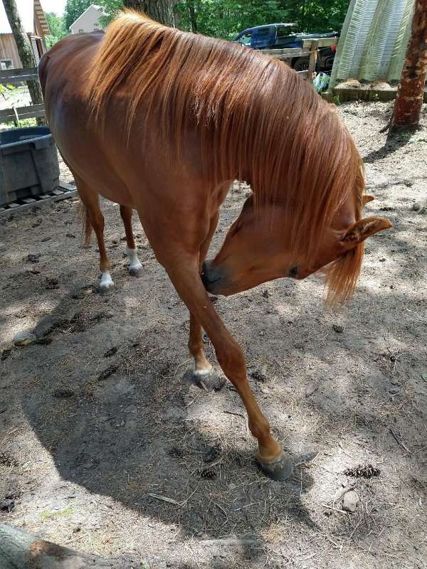 barefoot-national-show-horse