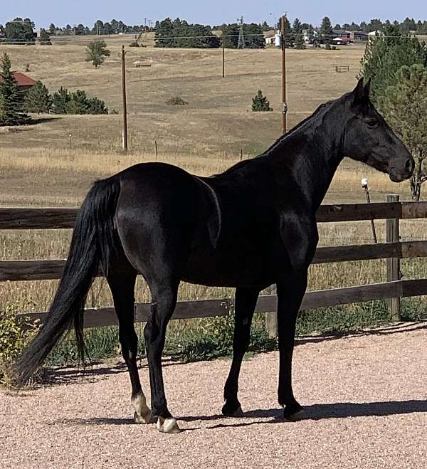 black-white-whisps-on-forehead-horse