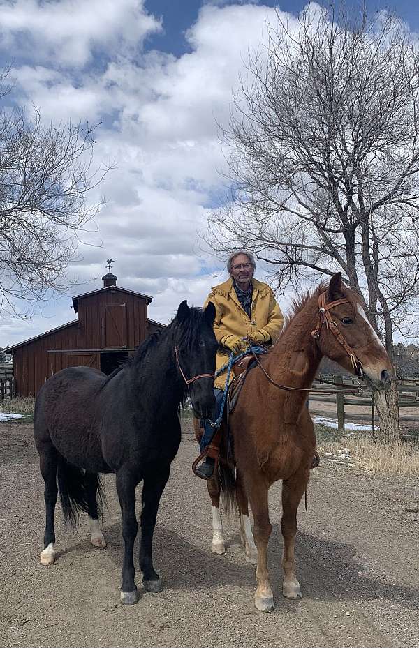 circles-missouri-fox-trotter-horse