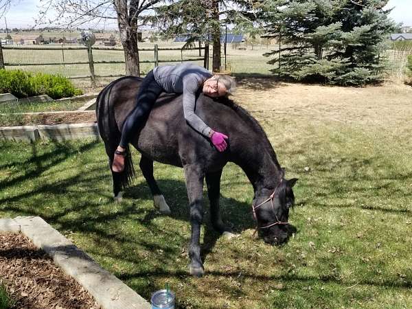 proof-missouri-fox-trotter-horse