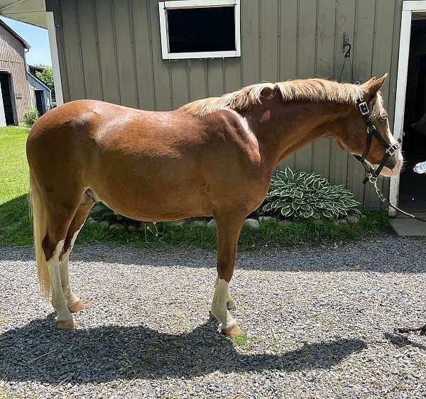 Stunning Reg Welsh Pony