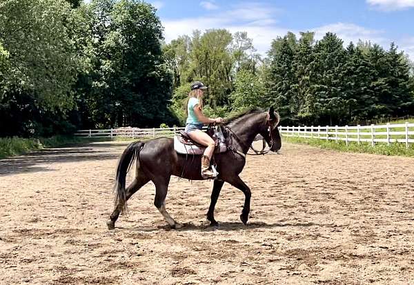 all-around-tennessee-walking-horse