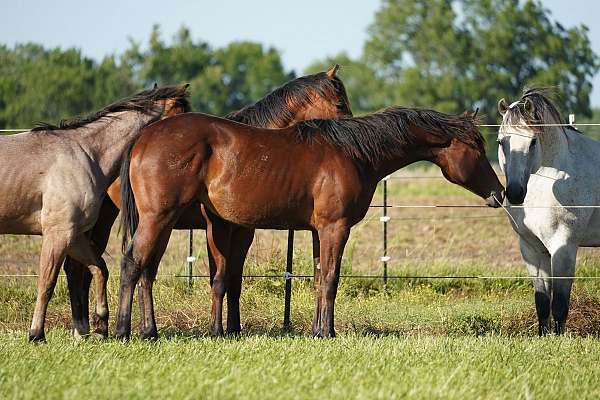 bay-all-around-ranch-versatility-horse