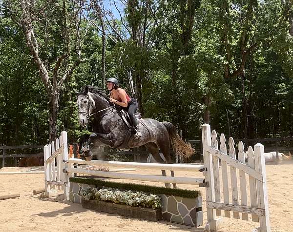 working-equitation-oldenburg-horse