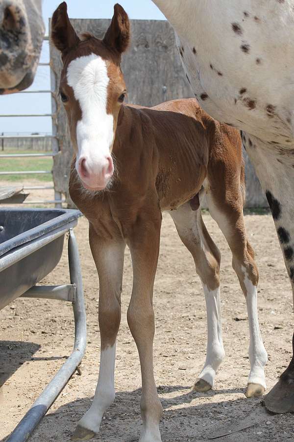 sorrel-quarter-horse-colt