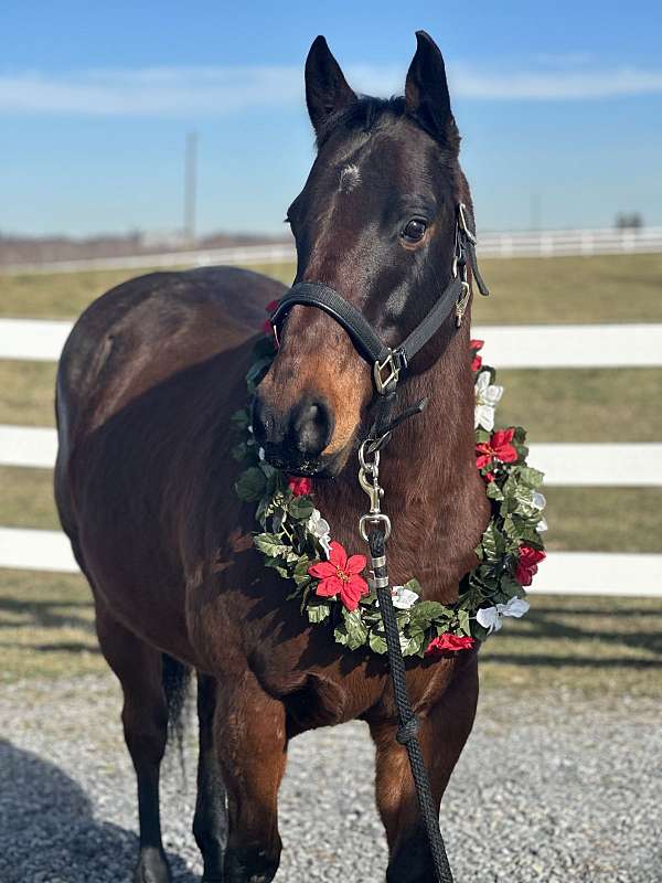 white-star-horse