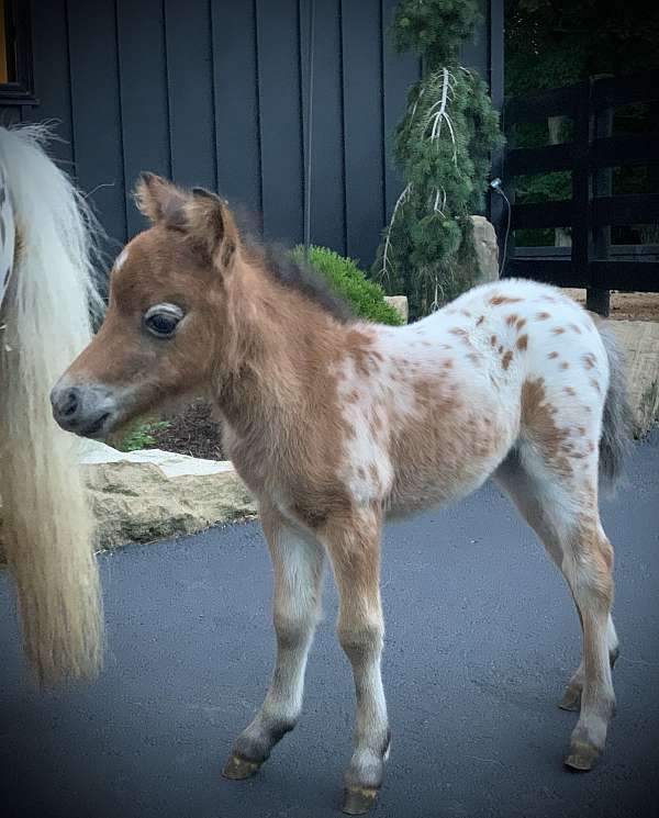 babies-miniature-pony
