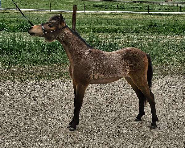 companion-horse-miniature-show-horse