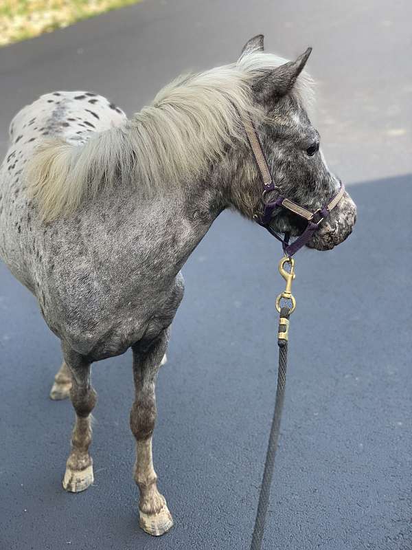 appaloosa-mini-miniature-pony