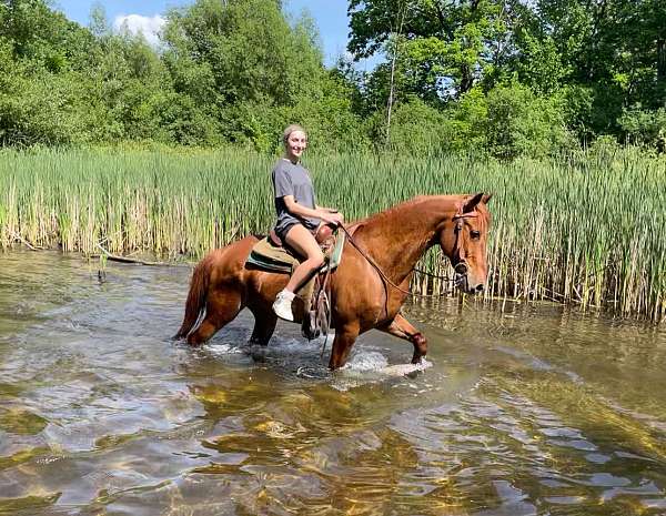 all-around-morgan-horse