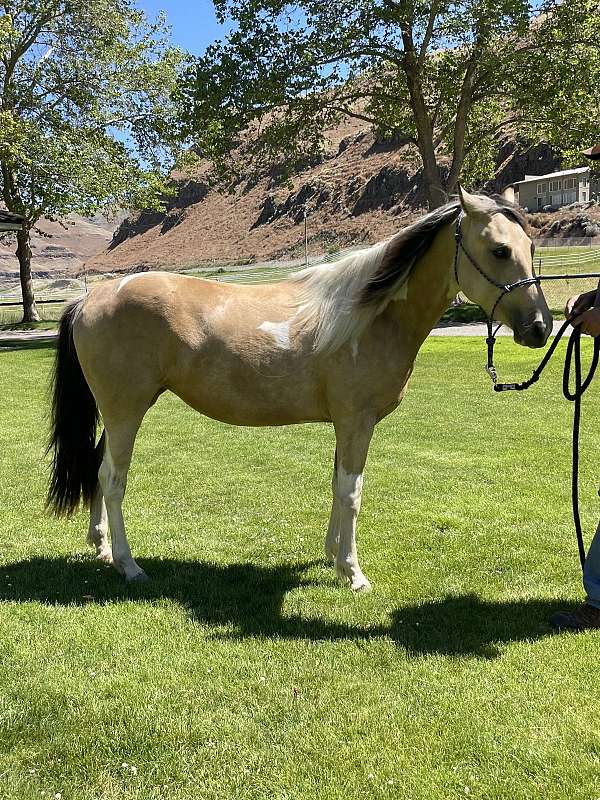 buckskin-paint-horse