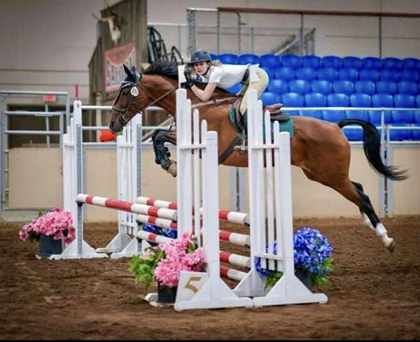 mare-akhal-teke-horse