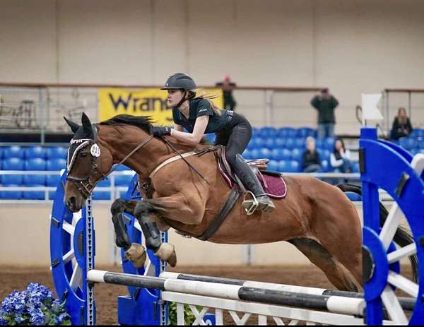 152-akhal-teke-horse