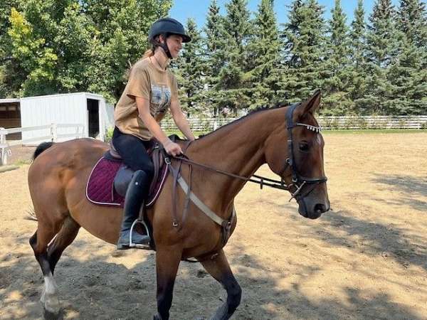 thoroughbred-akhal-teke-horse